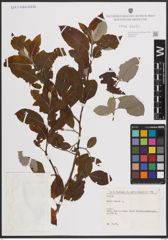 Foto von Salix caprea L.
